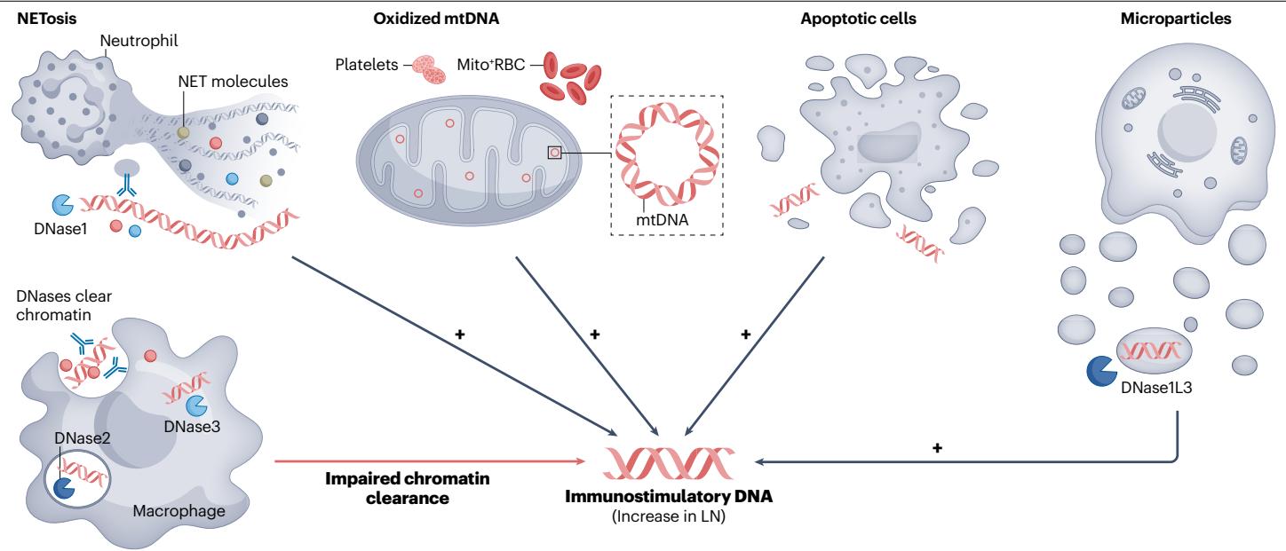 图2：SLE 与 LN 中免疫刺激性 DNA 的来源，包括 NETosis、氧化 mtDNA、凋亡细胞与微粒，以及 DNase 清除受损