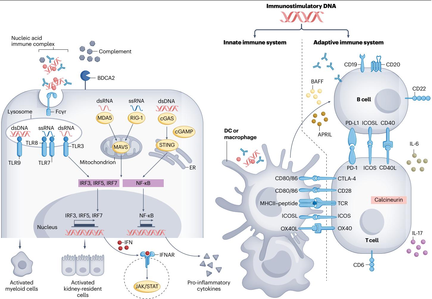 图1：免疫刺激性 DNA 在 SLE 与 LN 中的致病后果，展示内体 TLR 与胞质 cGAS-STING、RIG-I/MDA5-MAVS 通路及先天与适应性免疫联动