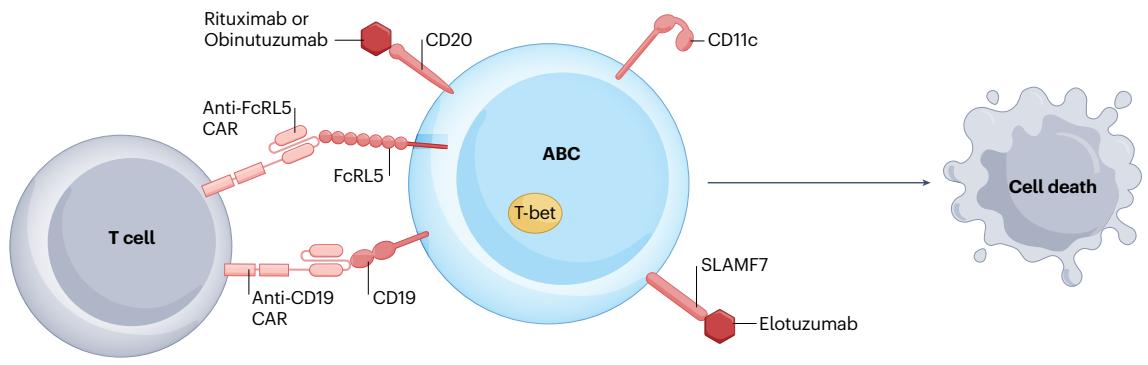 图6a：ABC 的清除策略，CAR-T 与单抗靶向 CD19、FcRL5、CD20 与 SLAMF7